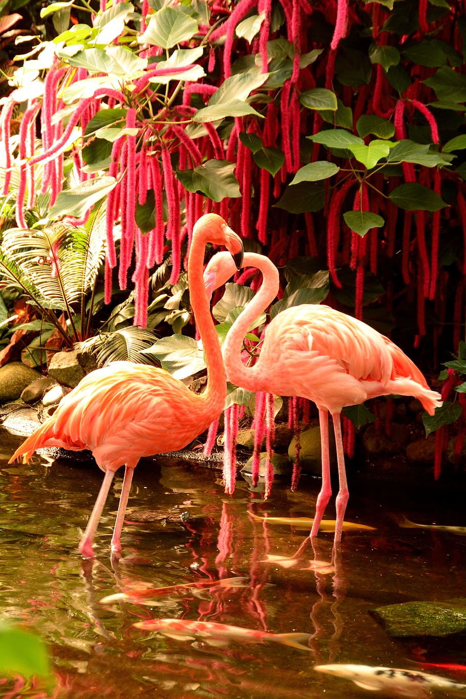two, pink, flamingos, chenille plant, bird, egret, fauna, wildlife, exotic, ornithology