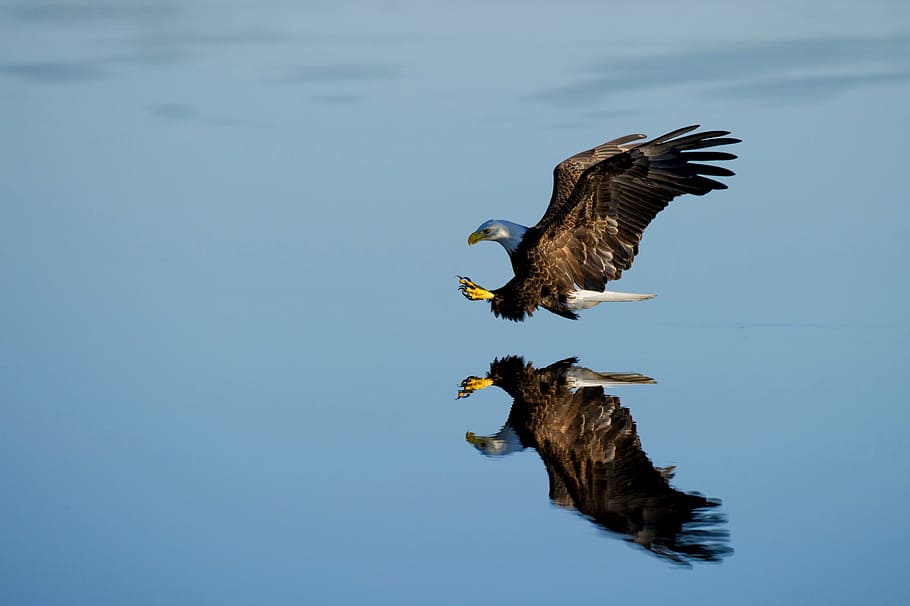 brown, white, eagle, flying, sky, reflective, water, animal, photography, bald