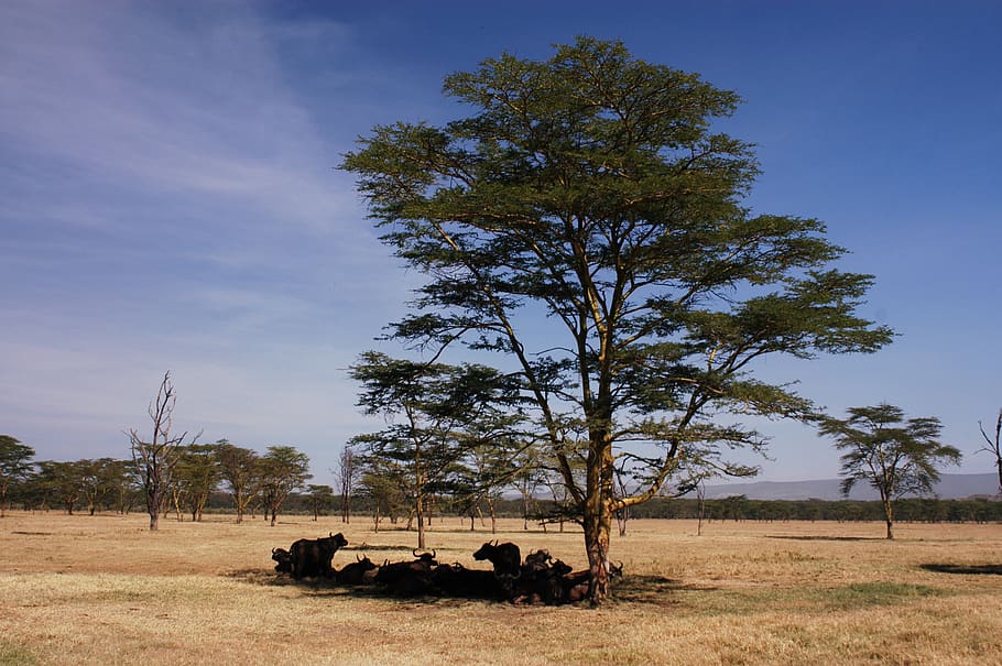 búfalo, búfalo africano, áfrica, naturaleza, cuernos, desierto, cinco grandes, búfalo del cabo, kenia, parque nacional de nakuru tardío