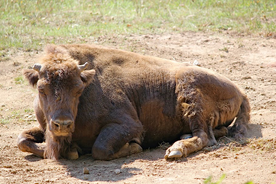 bison, the european, tur, animal, mammal, artiodactyl, ruminant, zoo, animal themes, animal wildlife