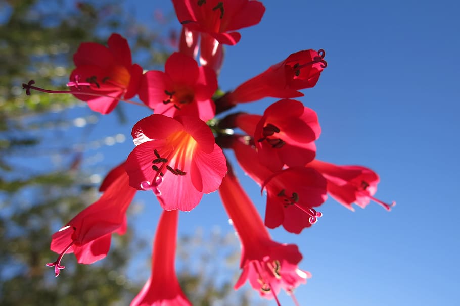 Cantua buxifolia, la flor nacional de Perú, flor de colibrí, planta de valeriana griega, planta floreciendo, flor, planta, belleza en la naturaleza, frescura, pétalo