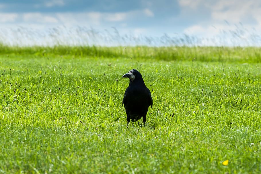 bird, black, crow, field, grass, green, plain, summer, nature, animal