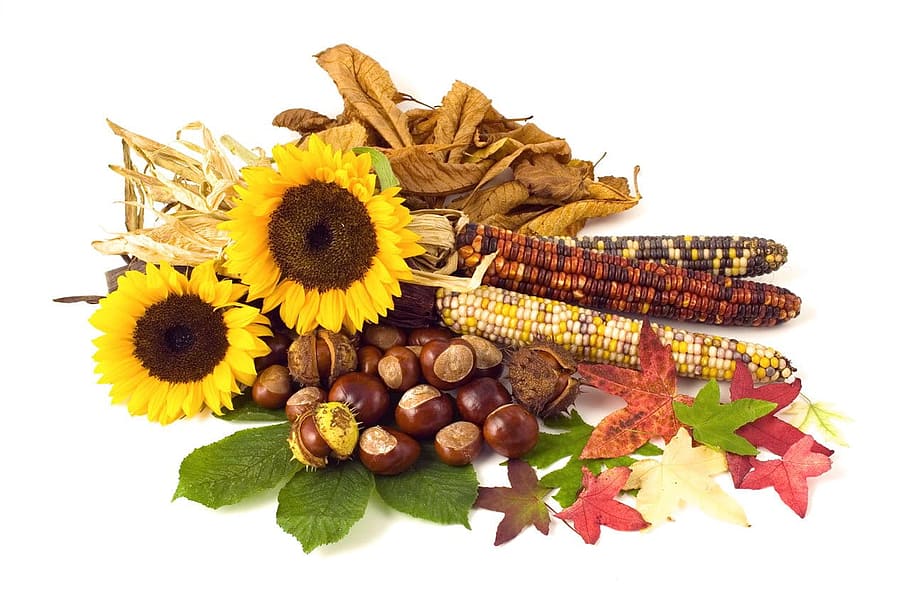 assorted, vegetables ad flowers, sunflowers, corns, sunflower, conker, conkers, corn, leaf, leaves