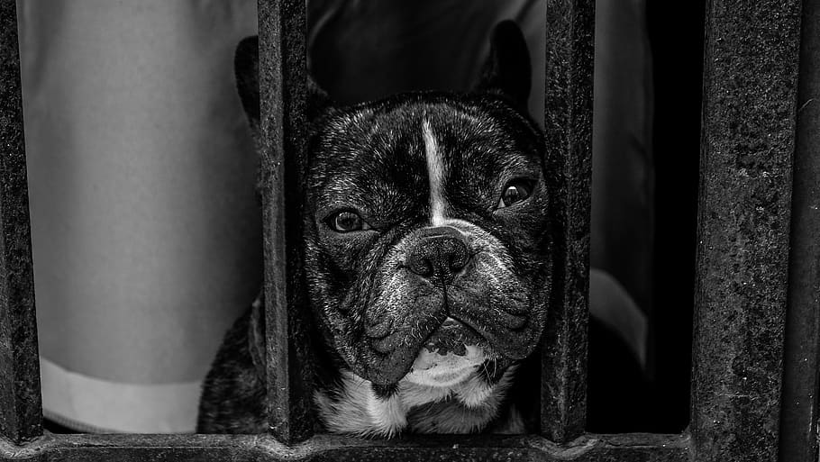 black and white, dog, pet, pug, animal, grill, cage, monochrome, domestic, canine