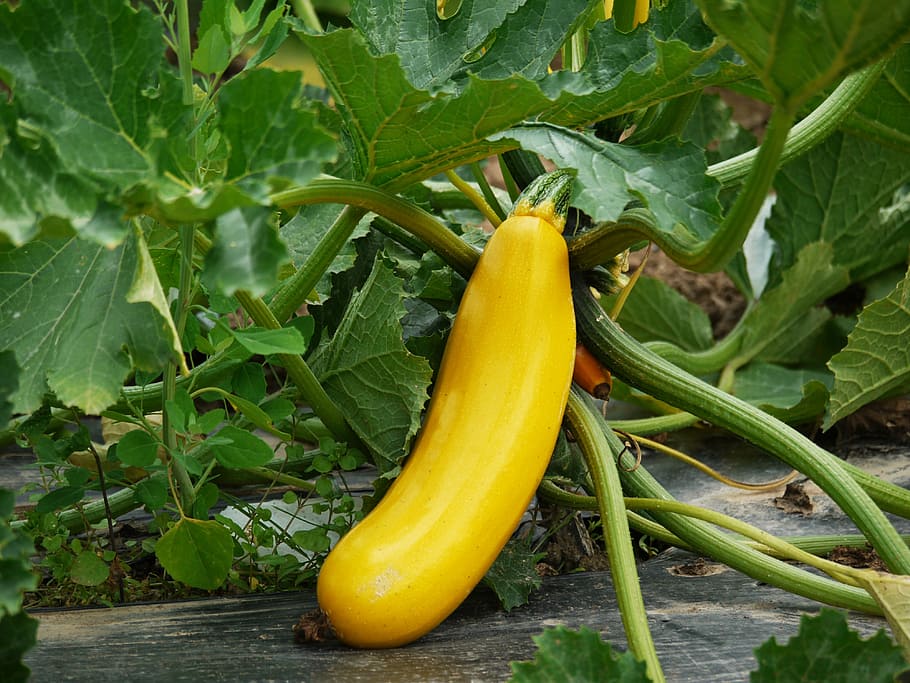 yellow, vegetable, gray, soil, zucchini, vegetables, cultivation, vegetarian, vegan, garden
