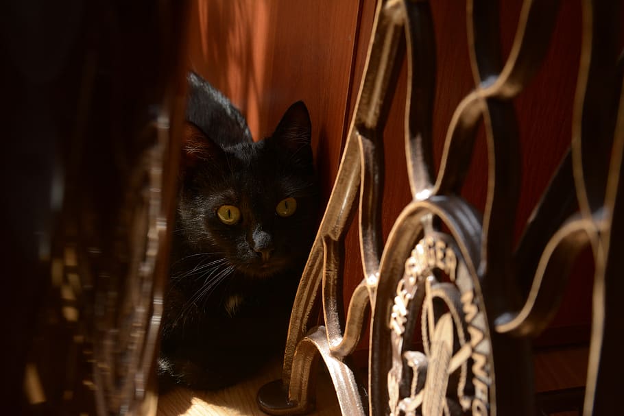 cat, black cat, cat eyes, kitty, cat's eyes, domestic cat, black, cat staring, golden eyes, whiskers