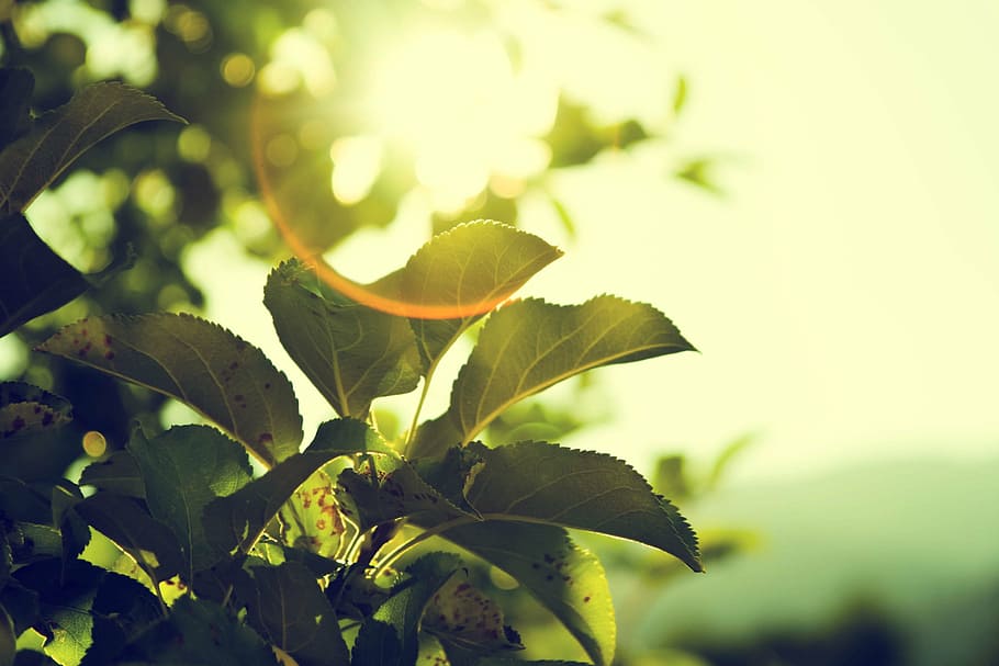 マクロ撮影写真, 葉, 植物, 風景, 緑, 緑豊かな, 昼間, 太陽光線, 日光, 日没