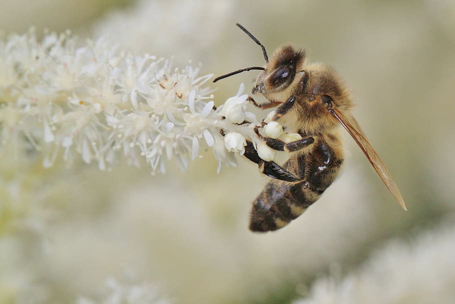 selektif, fokus, fot, oof, lebah madu, bertengger, putih, cluster, bunga, lebah