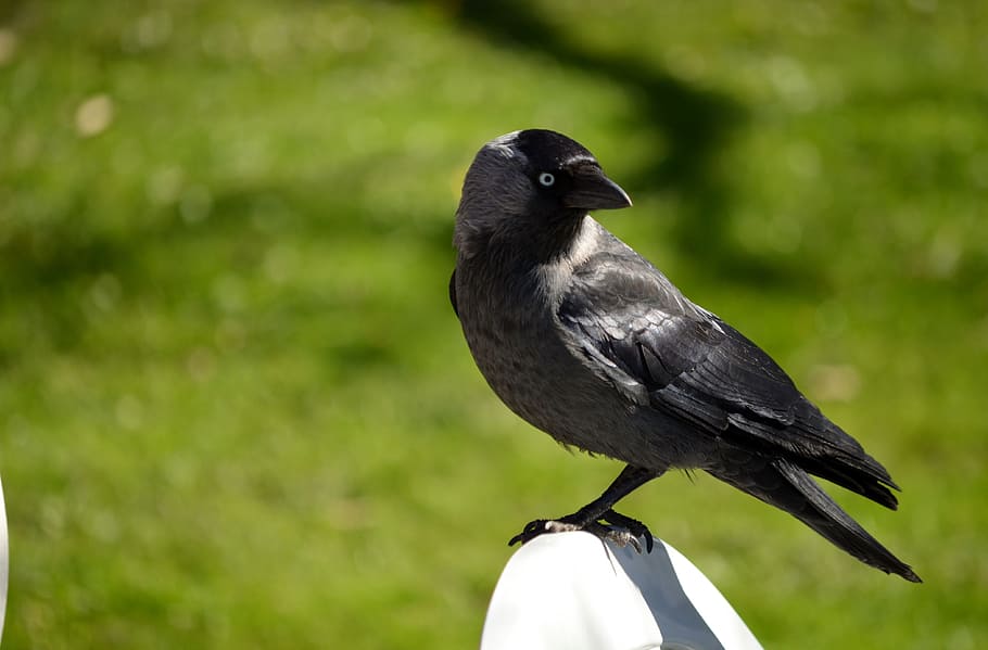 shallow, focus photography, gray, Jackdaw, Member, Crow Family, Bird, member of the crow family, corvus monedula, closeup