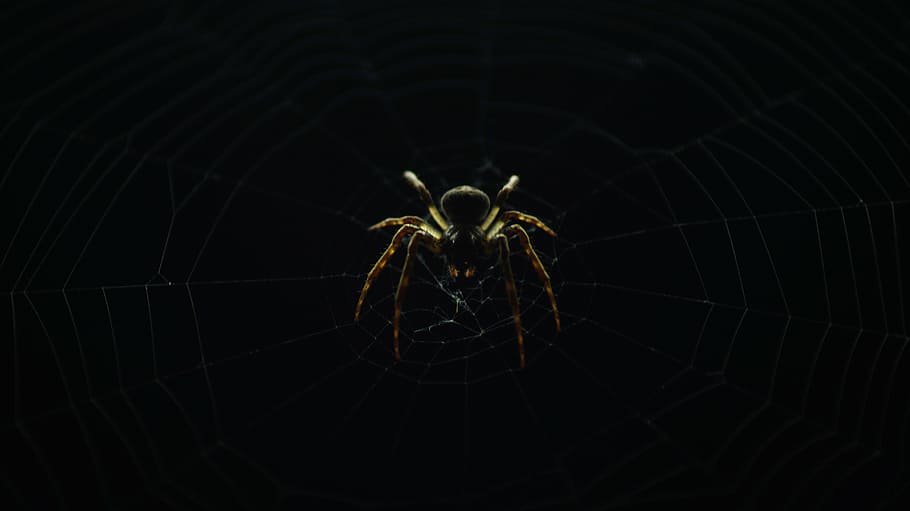 brown, black, spider, web, outdoor, barn, background, insect, nature, dark