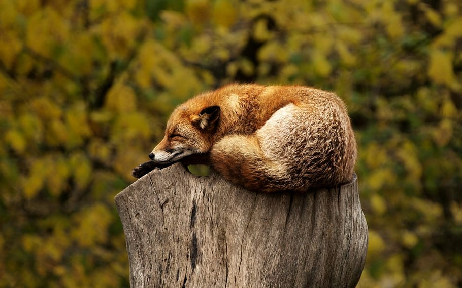 red, fox, wood trunk, daytime, tree, stump, sleeping, resting, relaxing, animal