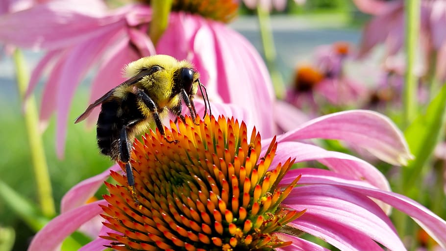 bee, red, yellow, flowers, coneflower, insects, bumblebee, narrow-leaved purple coneflower, blacksamson echinacea, echinacea angustifolia