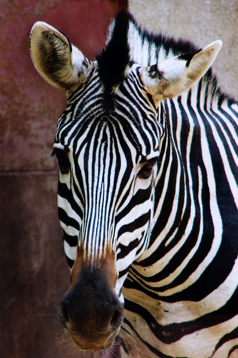 Zebra, Hewan, Kebun Binatang, Alam, Bergaris-garis, hewan liar, afrika, satwa liar, satu hewan, hewan di alam liar