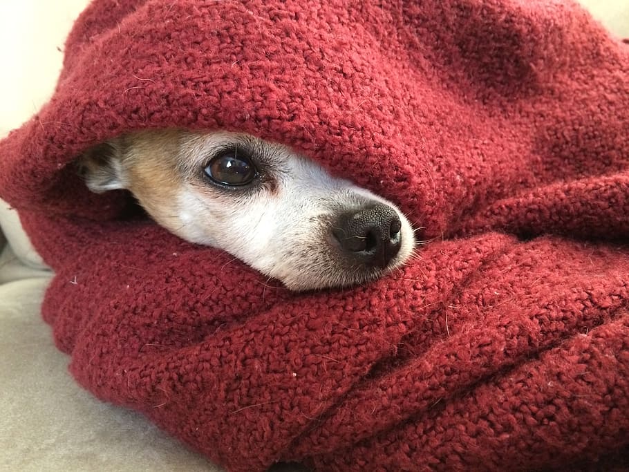 adult tan chihuahua, chihuahua, dog, blanket, cold, winter, red, pet, canine, small