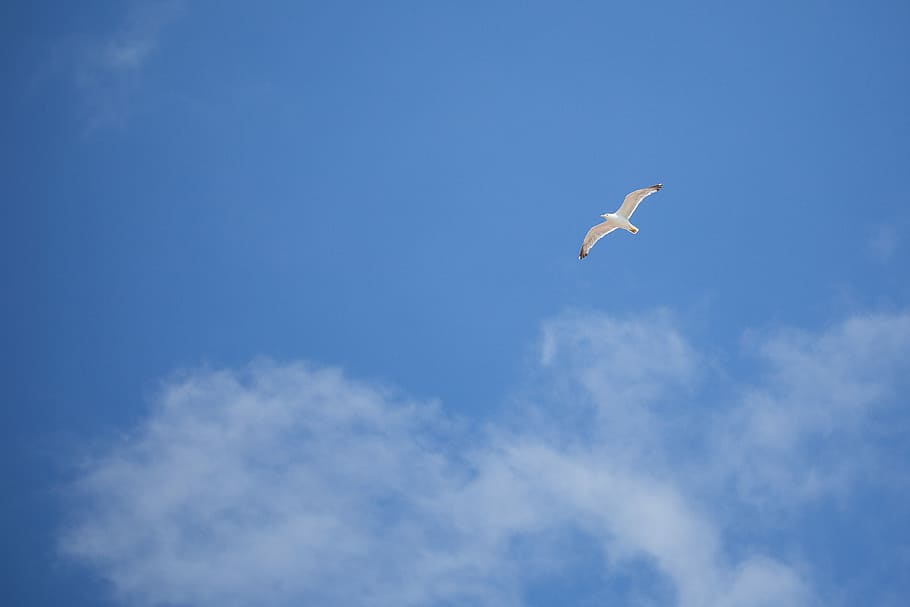 gaivota -, pássaro, Voando, gaivota, livre como um pássaro, azul, nuvens, mínimo, minimalista, céu