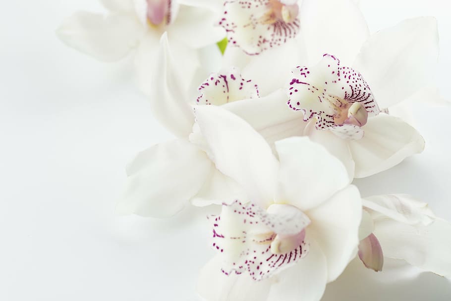 anggrek putih dan ungu, closeup, fotografi, anggrek, bunga latar belakang putih, bunga, ungu, eksotis, botani, daun