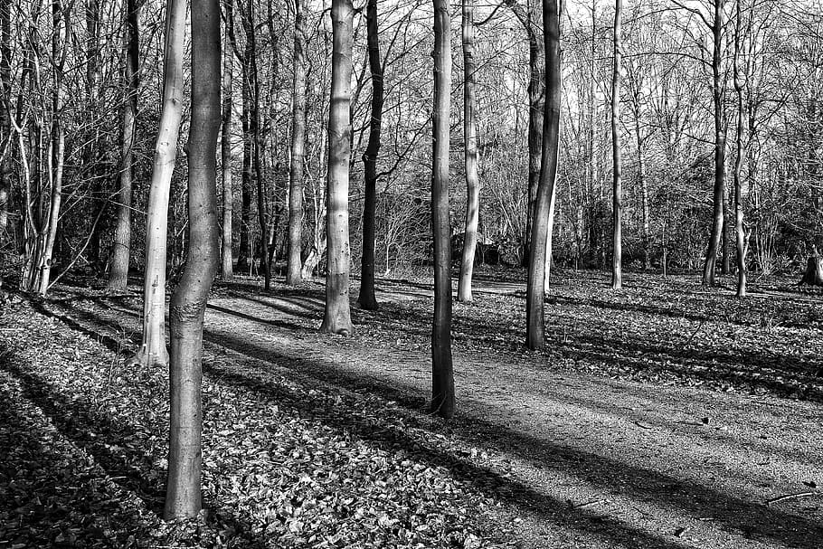 forest, trees, slender trees, trunks, shadows, elongated shadows, long shadows, sunlight, afternoon sun, amstelpark amsterdam-buitenveldert
