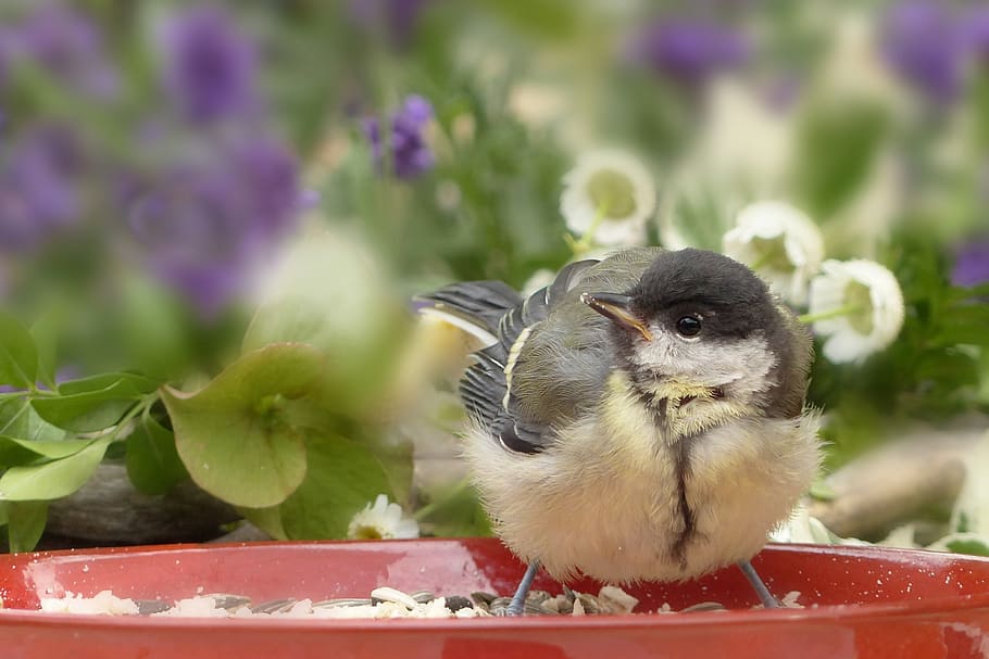 Animal Bird Songbird Tit Parus Major Young Bird Hunger Lining Plate Summer Garden Pxfuel