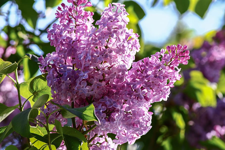lilac, syringa, close, purple, ornamental shrub, bloom, syringa vulgaris, bush, lilac flower, olive crop