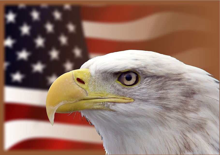 dangkal, foto fokus, botak, elang, depan, bendera amerika, adler, lambang burung, amerika serikat, raptor