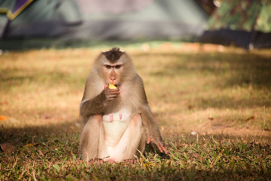 monkey, monkey forest, monkeys, nature, thailand, macaque, mammal, persistent, clamber, eyes