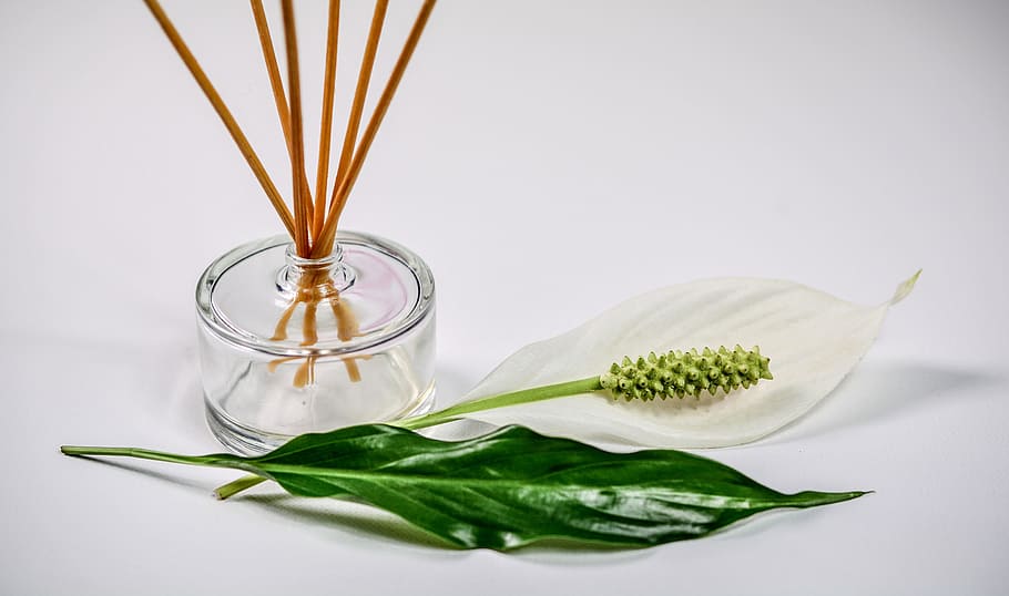 closeup, white, petal flower, green, leaf, surface, scent, sticks, fragrance, aromatic