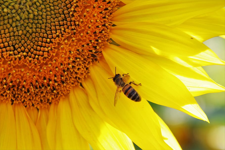 sunflowers, bees, yellow, pollen, helianthus, macro, eco, flora, beautiful, plant