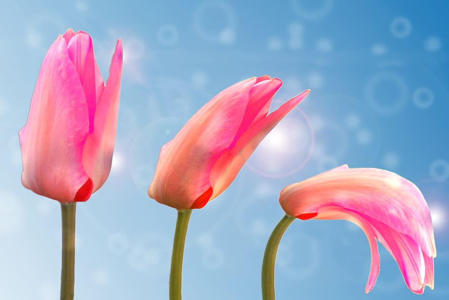 primer plano, foto, tres, rosa, flores de tulipán, tulipán, planta, flor, floración, naturaleza