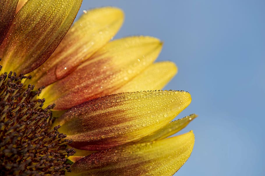 closeup, common, sunflower, daytime, close, yellow, flowers, nature, blossoms, pollen