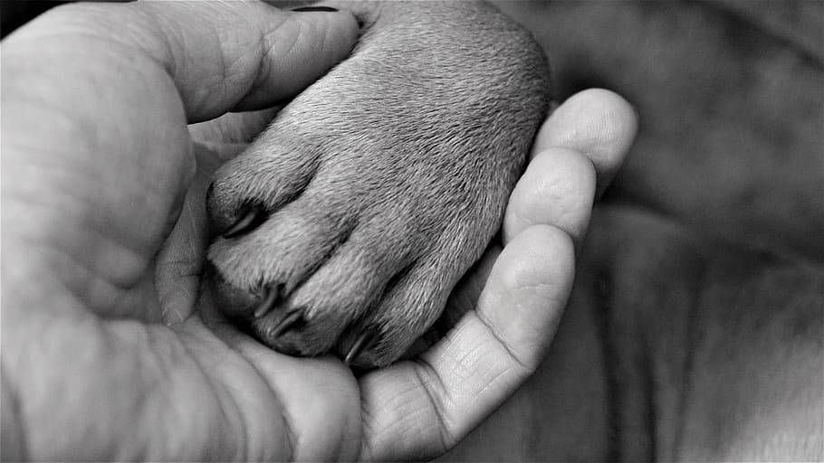 hand, woman, paw, dog, finger, claw, black white, lifestyle, pet, fond of animals