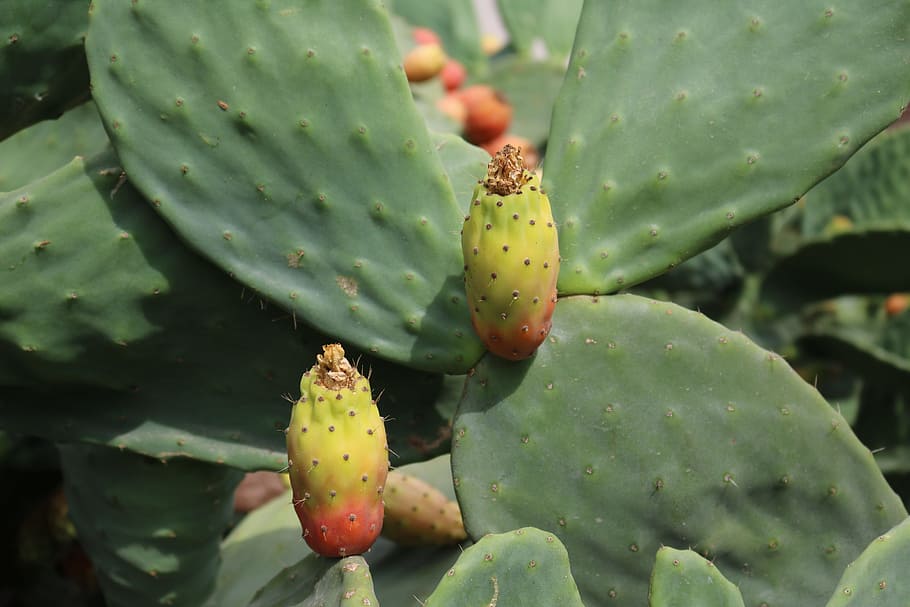 nopal, opuntia ficus indica, cactus, mediterráneo, invernadero de cactus, espuela, fruta de cactus, comestible, ficus indica, higo de cactus