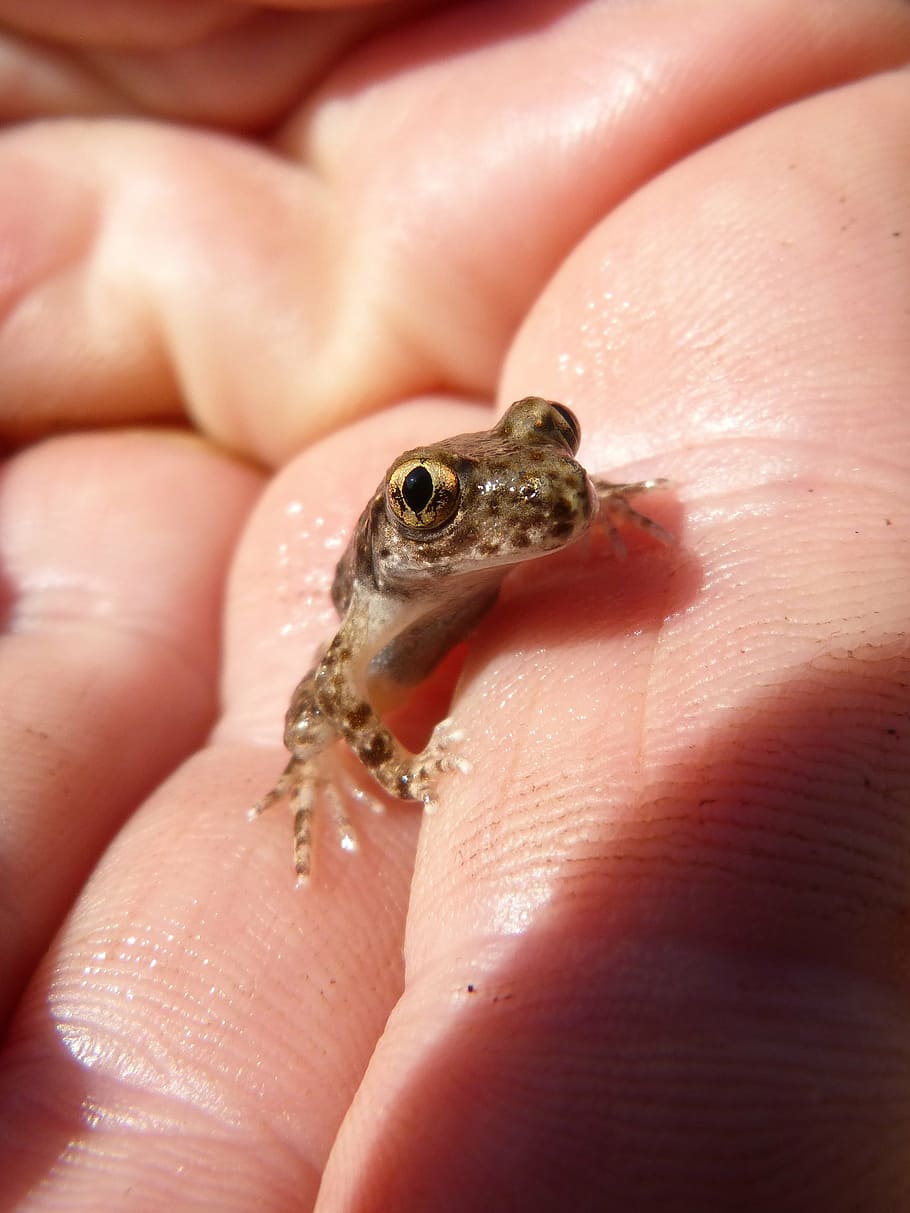 frog, lower case, hand, priorat, montsant, animal, amphibian, nature, close-up, wildlife