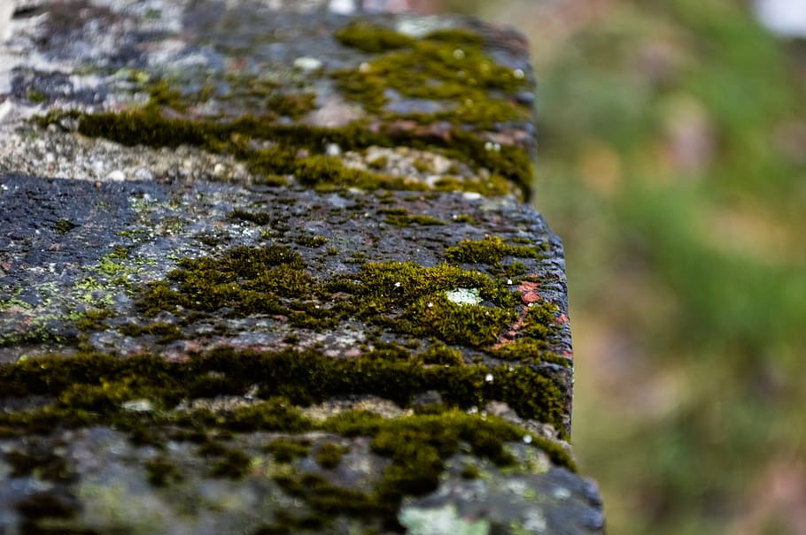 house, moss, rock, selective focus, close-up, plant, day, growth, nature, tree