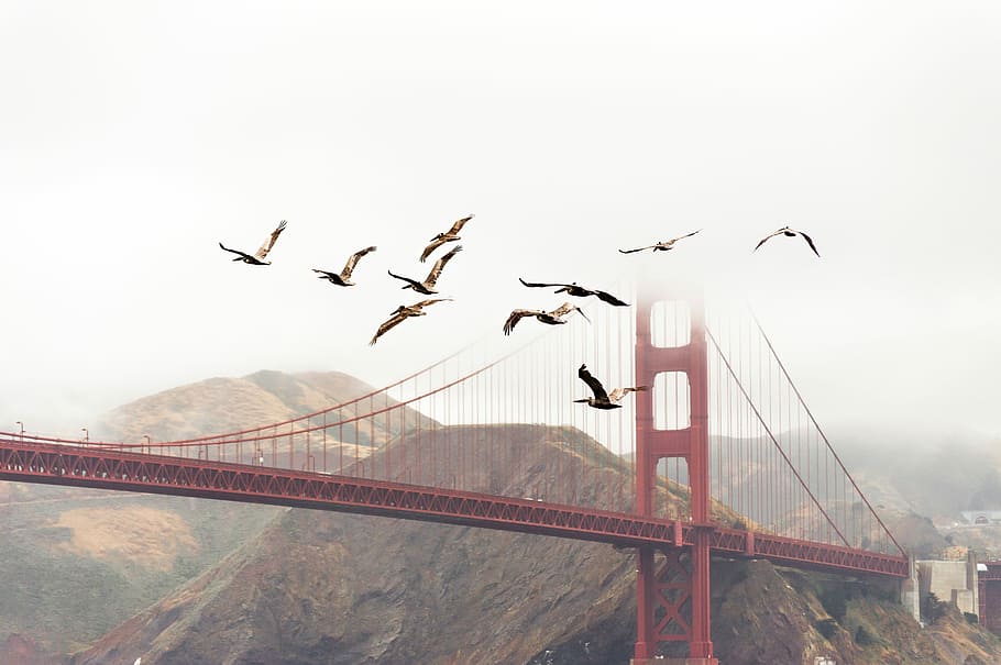 san francisco bridge, San Francisco, bridge, birds, bridges, brown, fog, gray, mountains, red