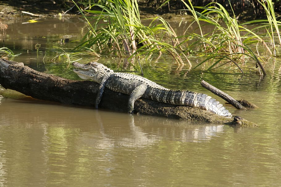 crocodile, resting, tree log, alligator, swamp, bayou, animal, louisiana, wildlife, river