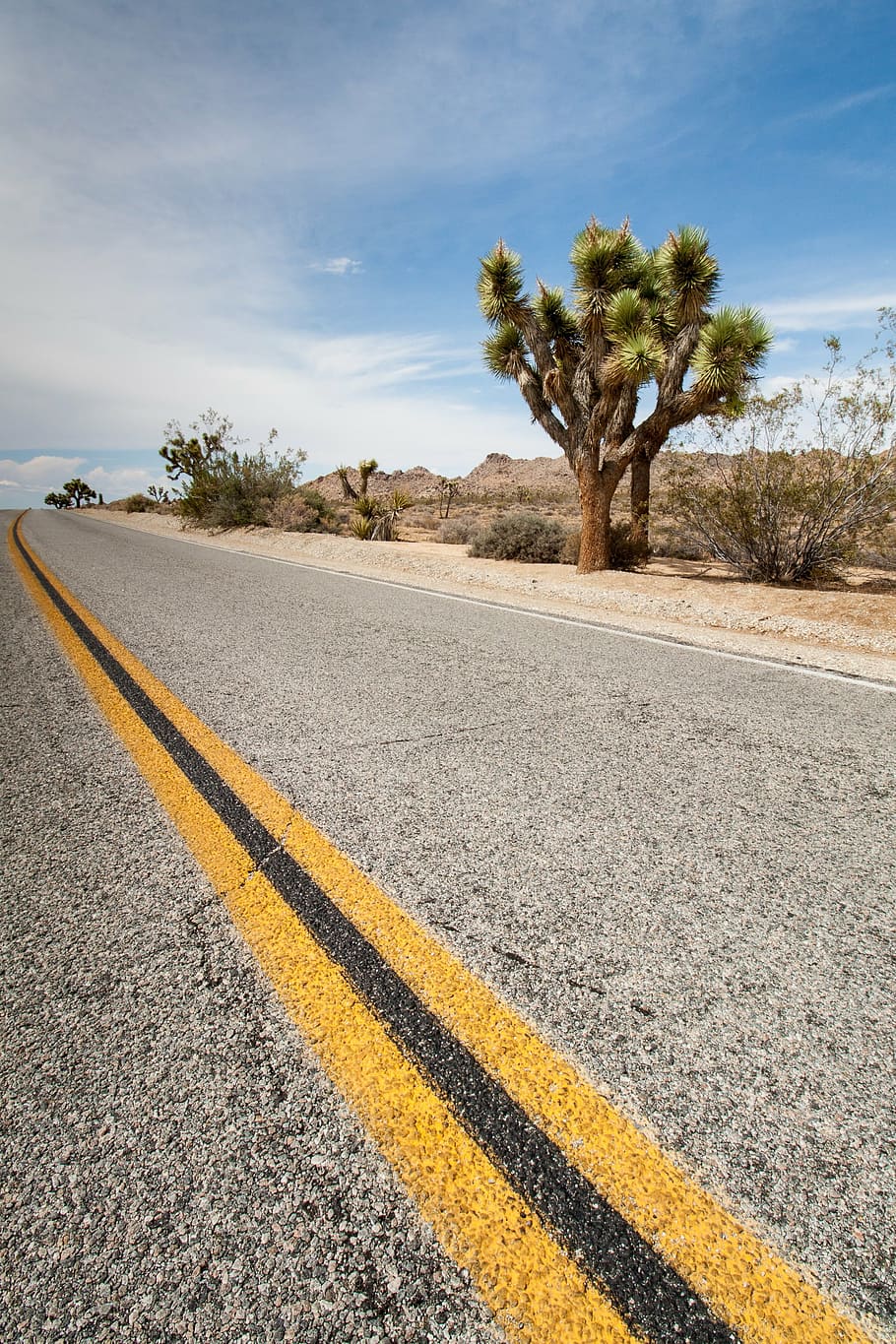 concrete road, usa, joshua tree, cactus, highway, central reservation, asphalt, road, road markings, sky