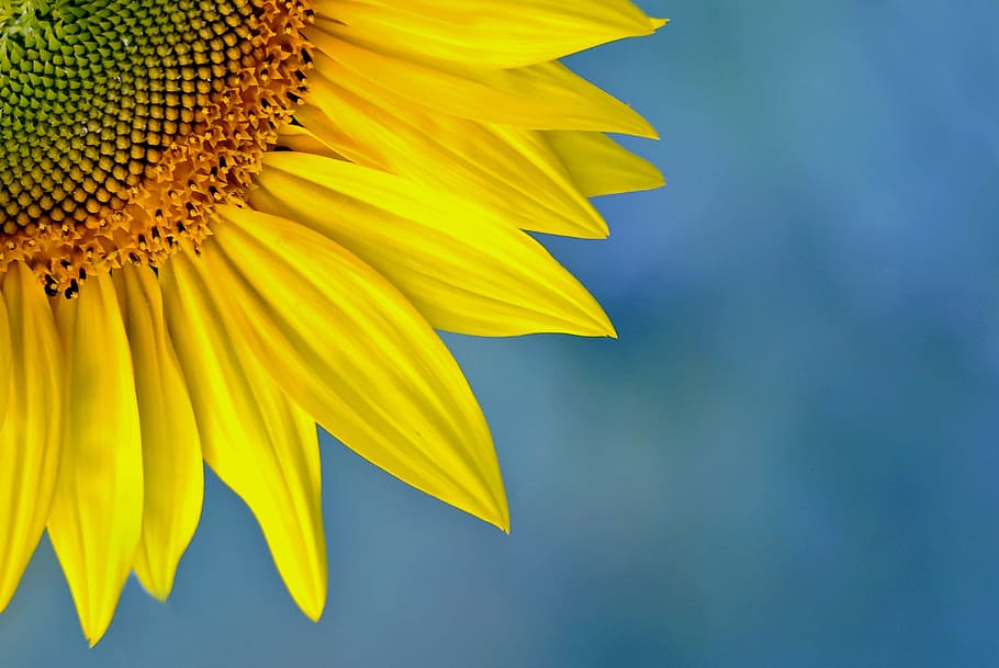 macro photo, yellow, sunflower, nature, plant, summer, flower, color, the sun, closeup