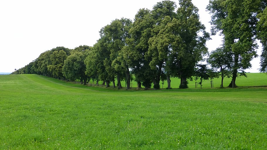foto de paisagem, verde, folheado, árvores, Allgäu, Marktoberdorf, Avenida, Linden, prado, grama