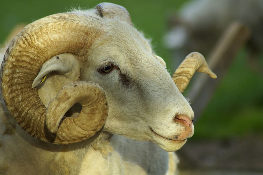 sheep, ram, horns, aries, bock, livestock, animal portrait, horn, head,  sheepshead | Pxfuel
