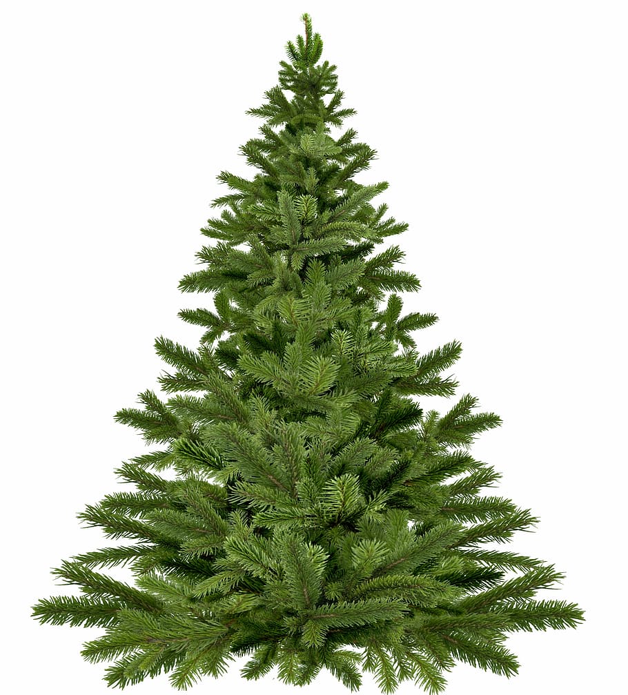 verde, pré, iluminado, árvore, árvore de natal natal, natal, pinho, boas festas, galhos, agulha