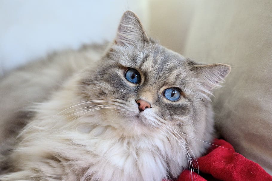 long-fur, gray, white, cat, red, apparel, long-haired cat, stubentieger, pet, blue eye