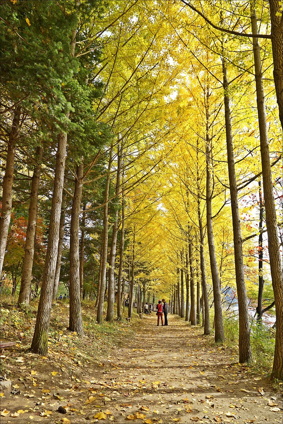 outono, paisagem, madeira, natureza, cenário, plantas, folhas, parque, árvore, plantar