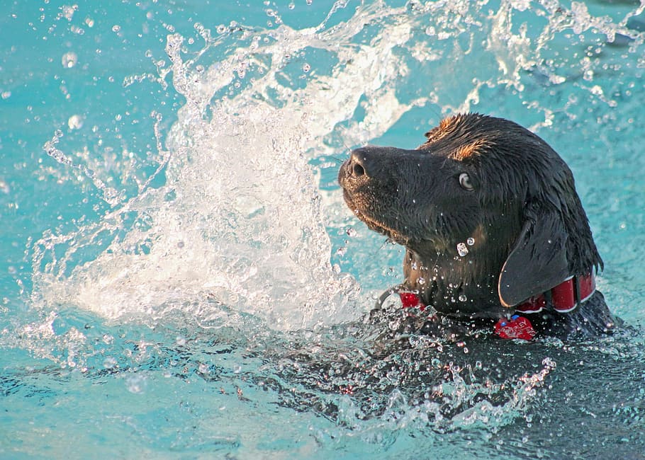 chocolate labrador retriever, body, water, dog, swimming, pool, labrador, sporting dog, wet, one animal