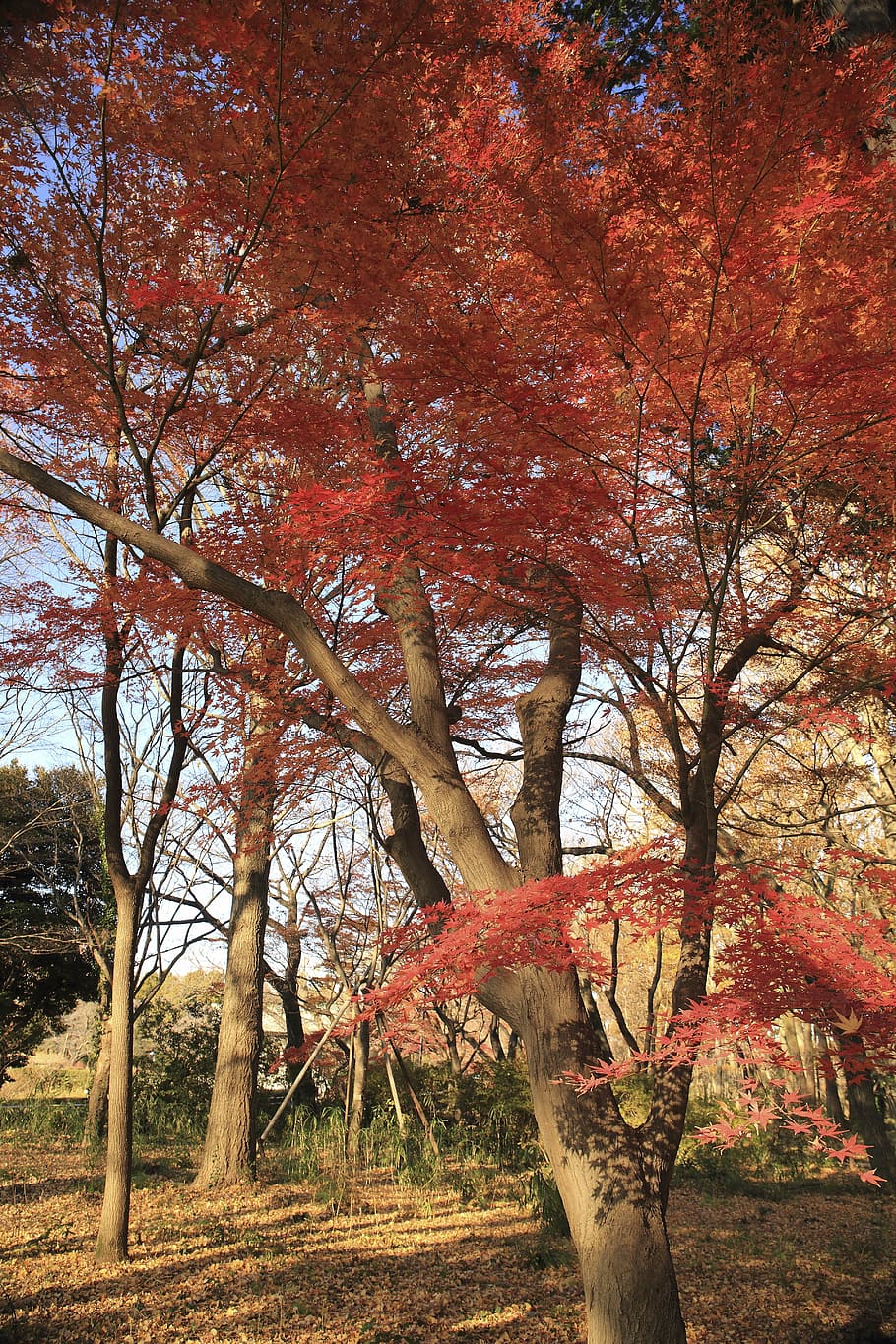 marrón, rojo, árbol, durante el día, naturaleza, bosques, bosque, árboles, hojas, otoño