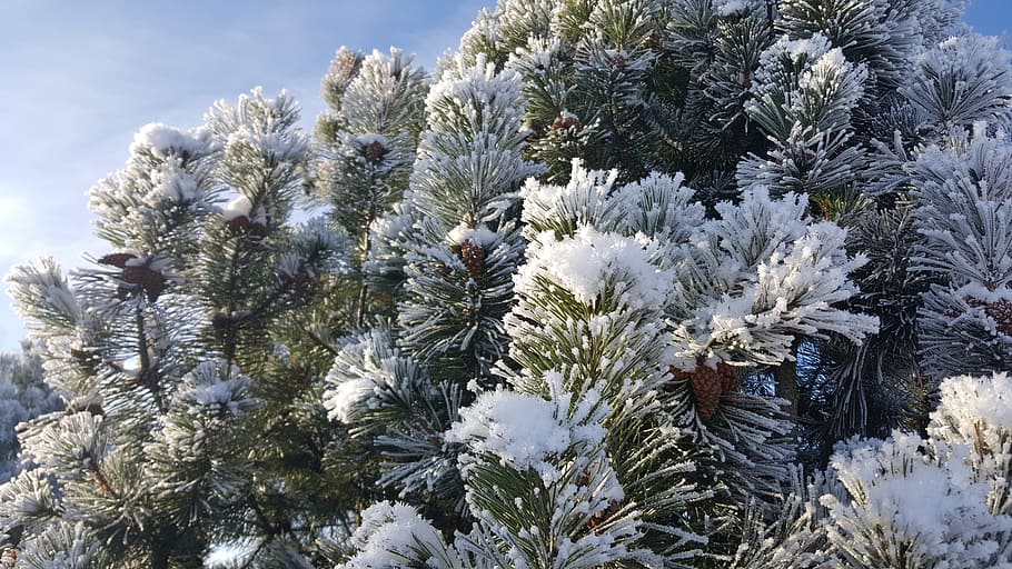 Invierno, árbol, frío, primera nevada, navidad, bosque, blanco, naturaleza, cielo, heladas