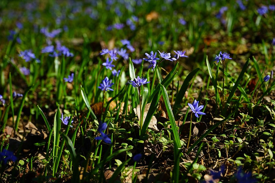 Blue Star, Scilla, Blossom, Bloom, flower, blue, violet, purple, spring, early bloomer