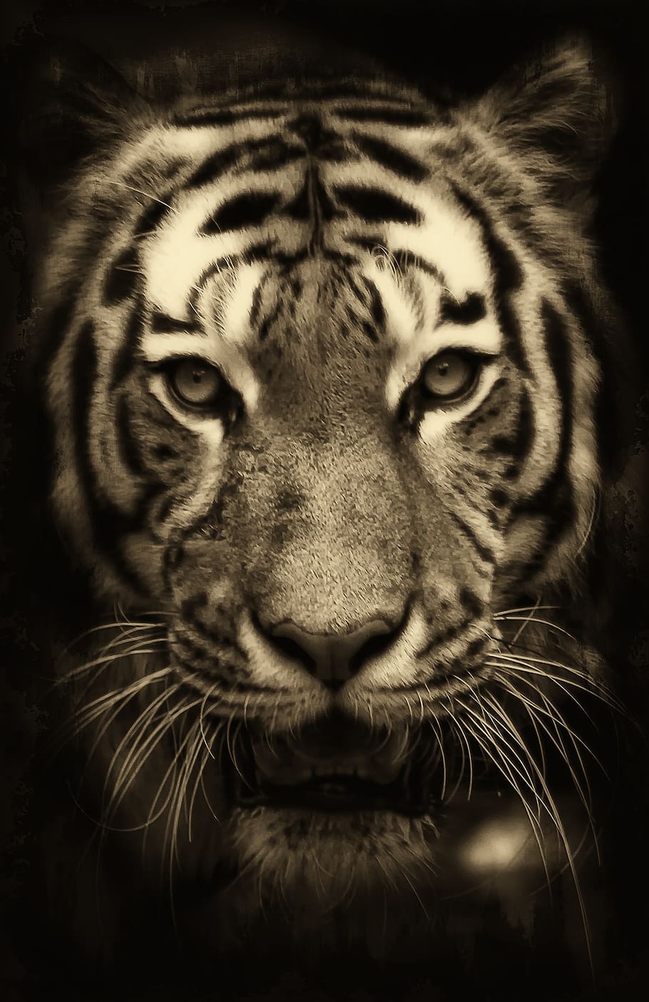 tiger, africa, purry, zoo, predator, wildlife, fur, animal portrait, savannah, dangerous