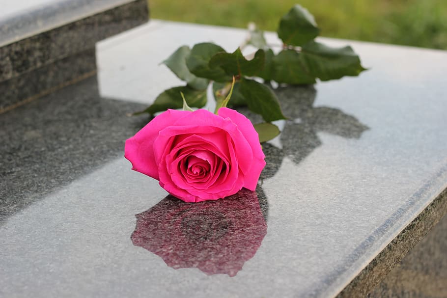 Pink Rose, Grey, Marble, Gravestone, grey marble, grave, symbol, love, rose - Flower, flower