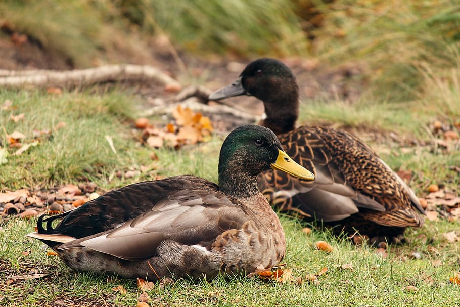 ducks, anas platyrhynchos, drake, female, pair, couple, mallards, meadow, bank, grass