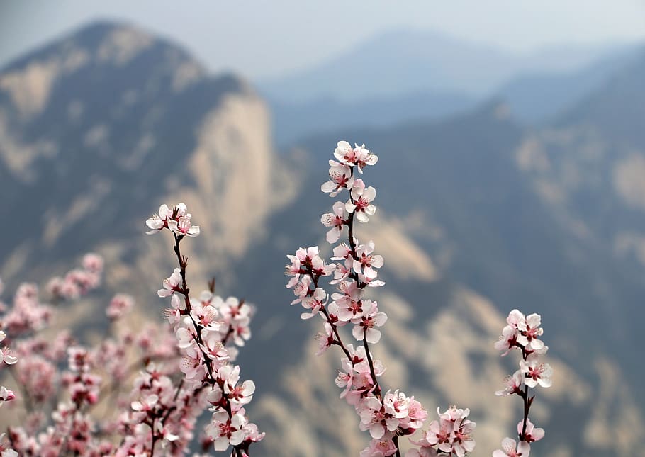 xi'an, plum blossom, mountain, pinus armandii, flowering plant, flower, freshness, beauty in nature, plant, fragility